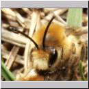 Colletes cunicularius - Seidenbiene 04.jpg